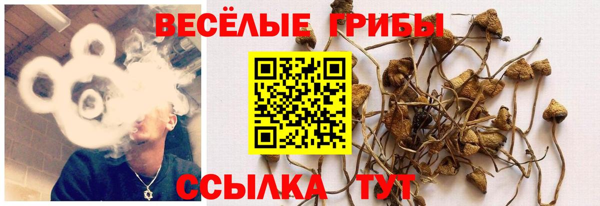 Галлюциногенные грибы MAGIC MUSHROOMS Заводоуковск